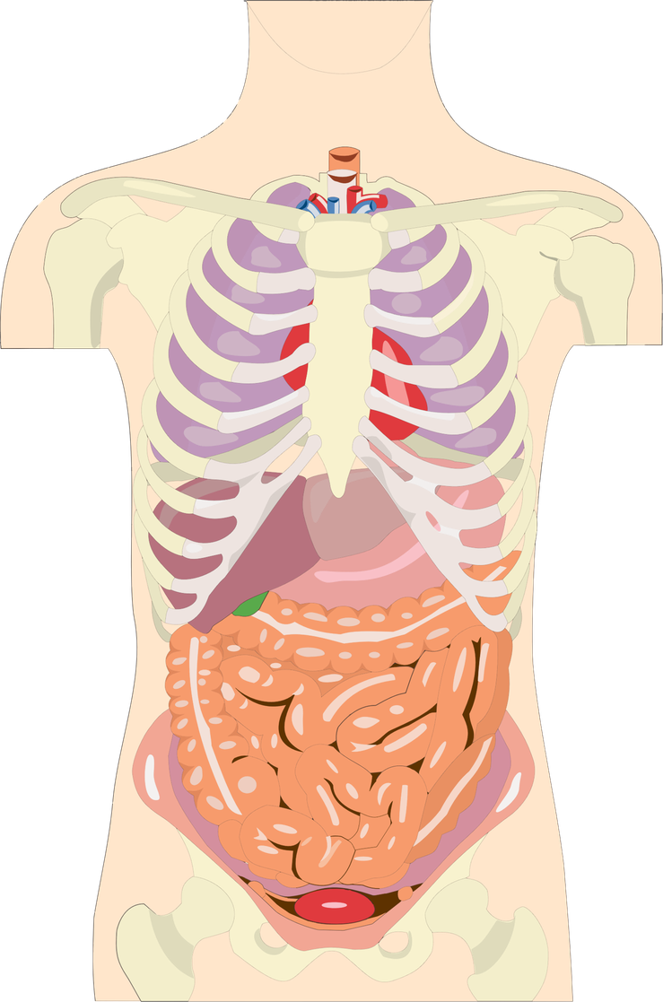 Human Body Anatomy Png Hd (black, silver, beige, gray)