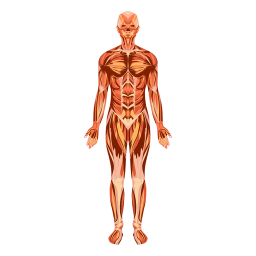 Human Body Anatomy Png Photo (gray)