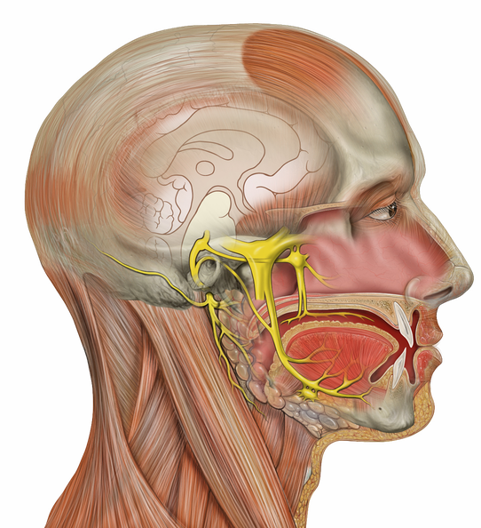 Human Body Anatomy Png Photos (black, silver, salmon)