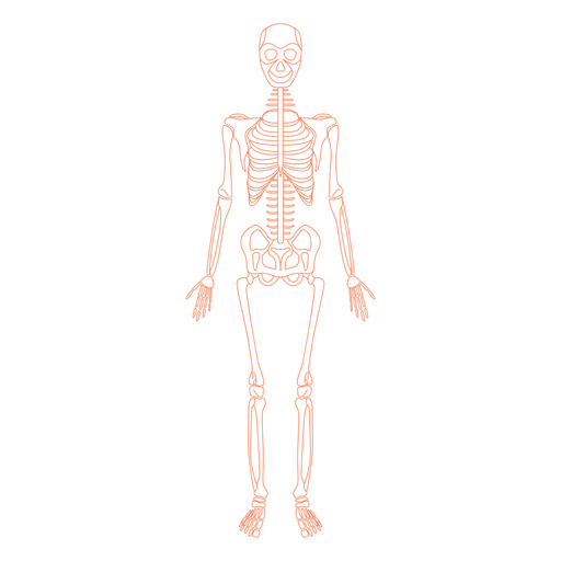 Human Body Anatomy Png Transparent (gray, chocolate)