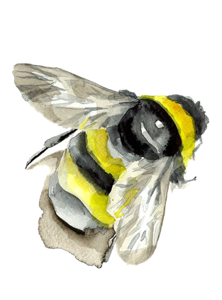 Bumblebee Insect Png File (white, black, silver)