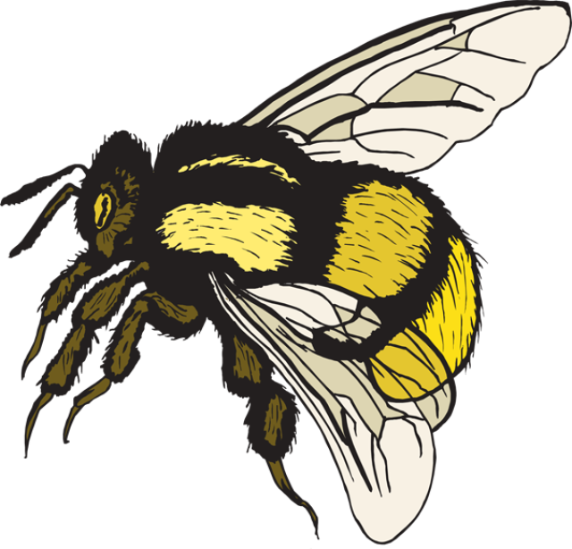 Bumblebee Insect Png Hd (white, beige, black, silver)