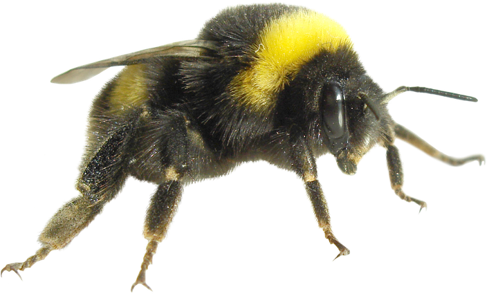 Bumblebee Insect Png Isolated Image (black)