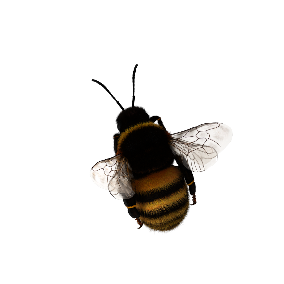 Bumblebee Insect Png Picture (black)