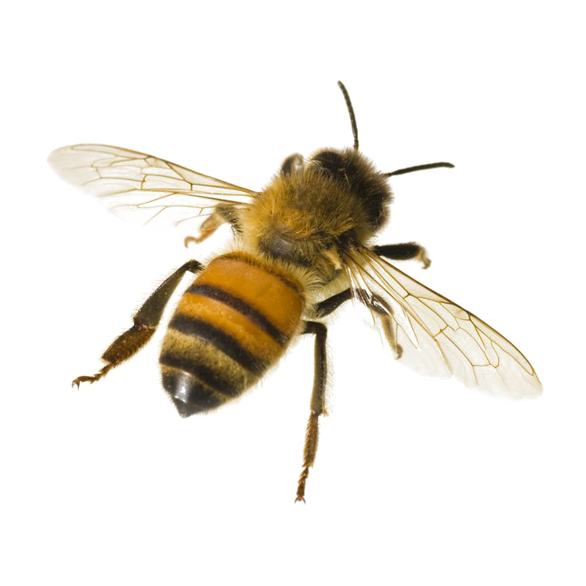 Bumblebee Insect Png Transparent (white, beige)