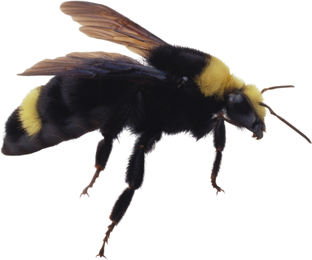 Bumblebee Insect Transparent Png (black)