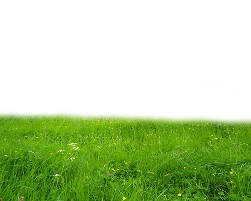 Summer Green Field Png Transparent Image (olive, black)