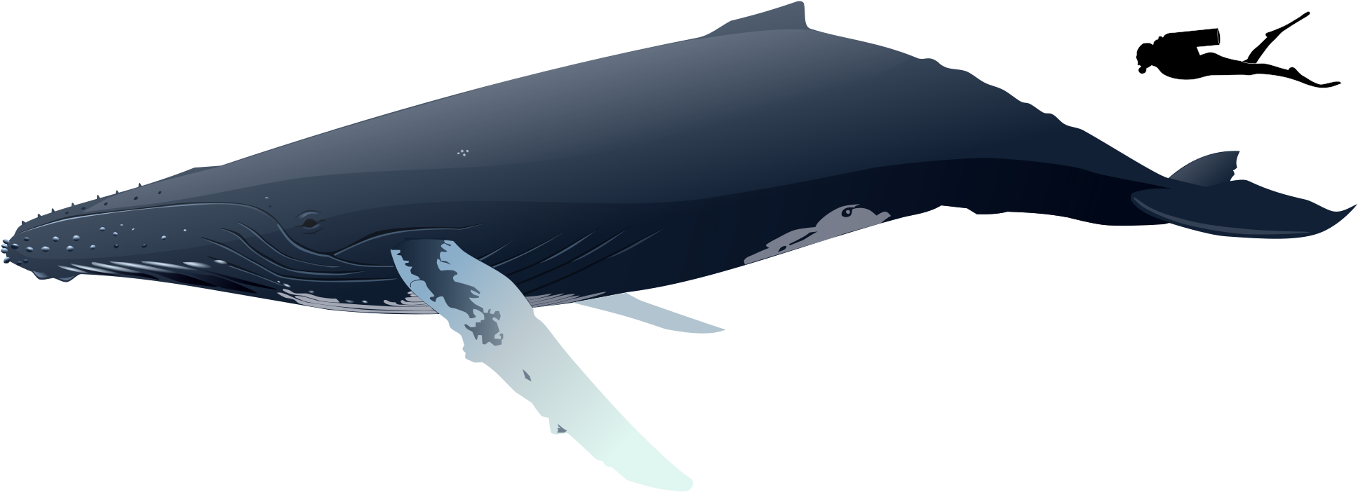 Humpback Whale Png File (gray, indigo, black)