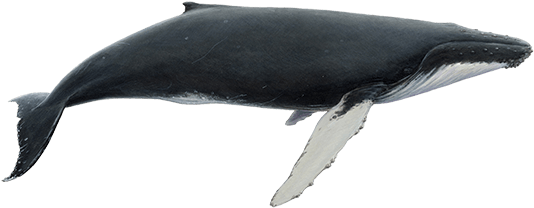 Humpback Whale Png Free Download (indigo, black)