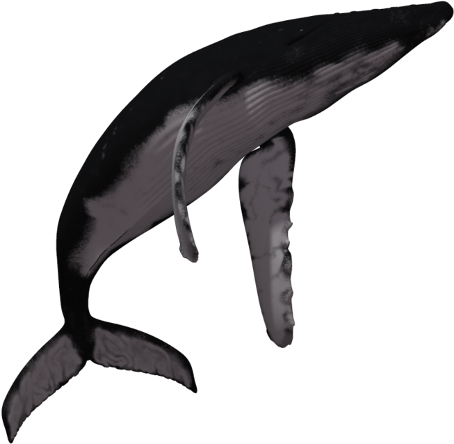 Humpback Whale Png Hd (gray, black)