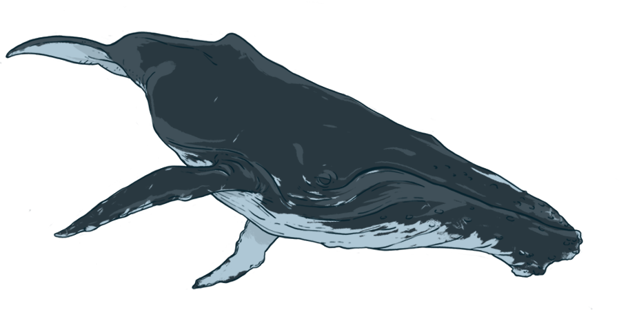 Humpback Whale Png Image (indigo, black)