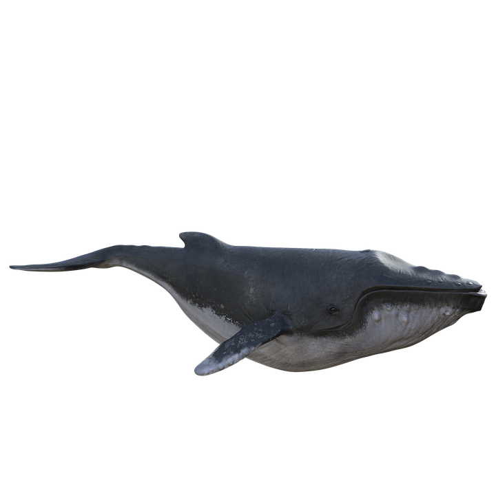 Humpback Whale Png Isolated Hd (indigo, black)