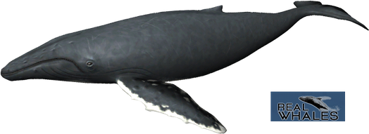 Humpback Whale Png Isolated Image (indigo, black)