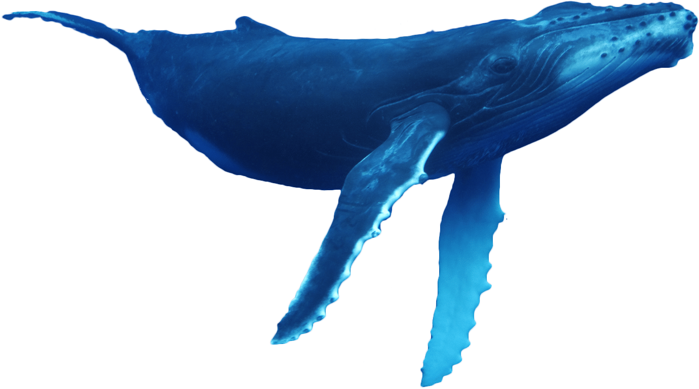 Humpback Whale Png Isolated Photo (gray)