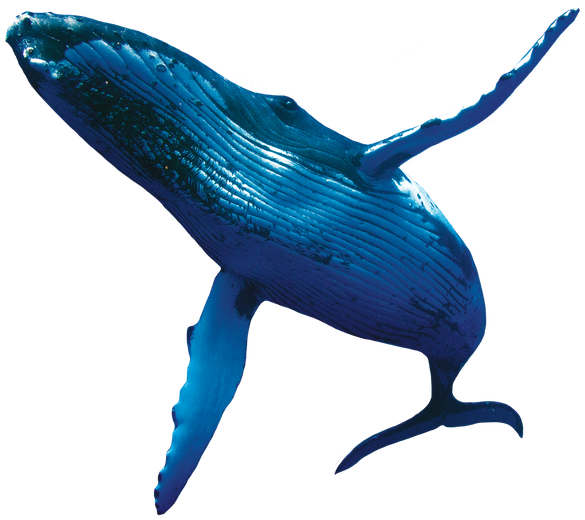 Humpback Whale Png Isolated Pic (navy, black)