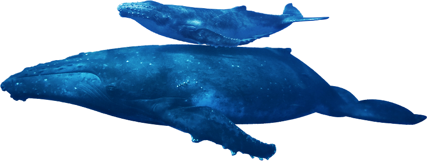 Humpback Whale Png Photos (white, navy)