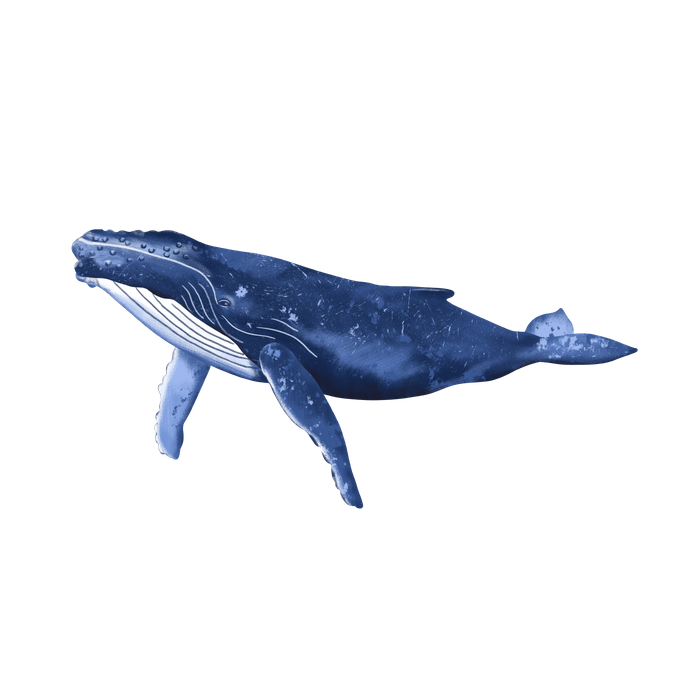 Humpback Whale Png Picture (teal, navy, indigo, black)