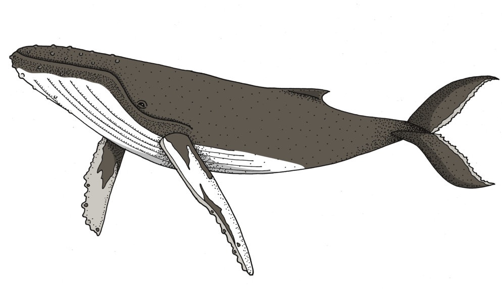 Humpback Whale Png Transparent (gray, white, black)