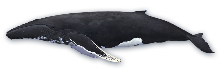 Humpback Whale Png (gray, silver, black, white, indigo)