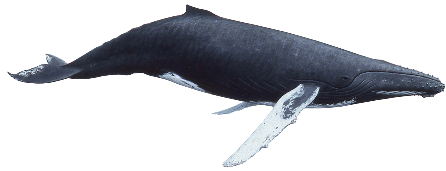 Humpback Whale Transparent Png (gray, black)