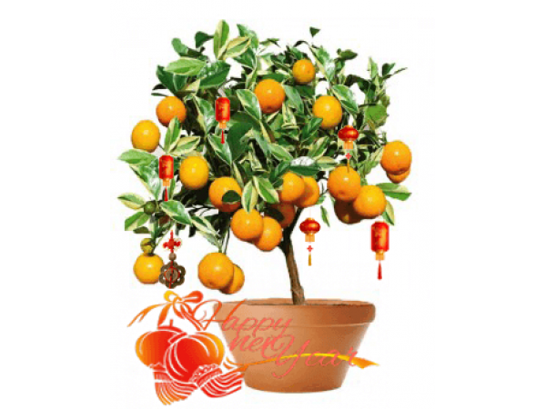 Kumquat Png Clipart (white)