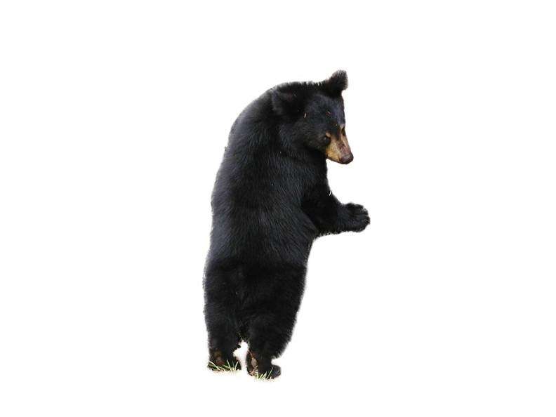 Sun Bear Png Isolated File (black)