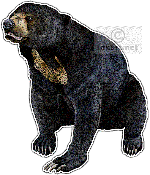 Sun Bear Png Isolated Image (black, silver, white)