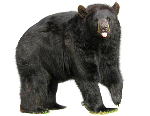 Sun Bear Png Isolated Pic (black)