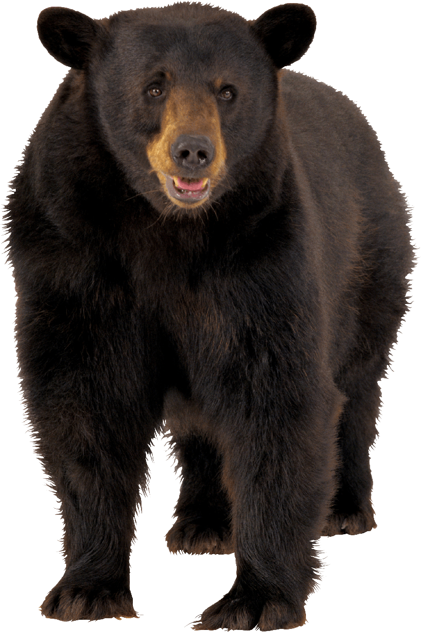 Sun Bear Png Transparent (black, gray)