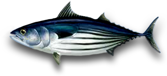 Tuna Png File (navy, black, white, teal, silver)