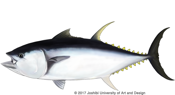 Tuna Png Isolated File (black, white)