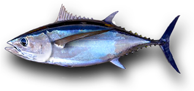 Tuna Png Isolated Pic (black)