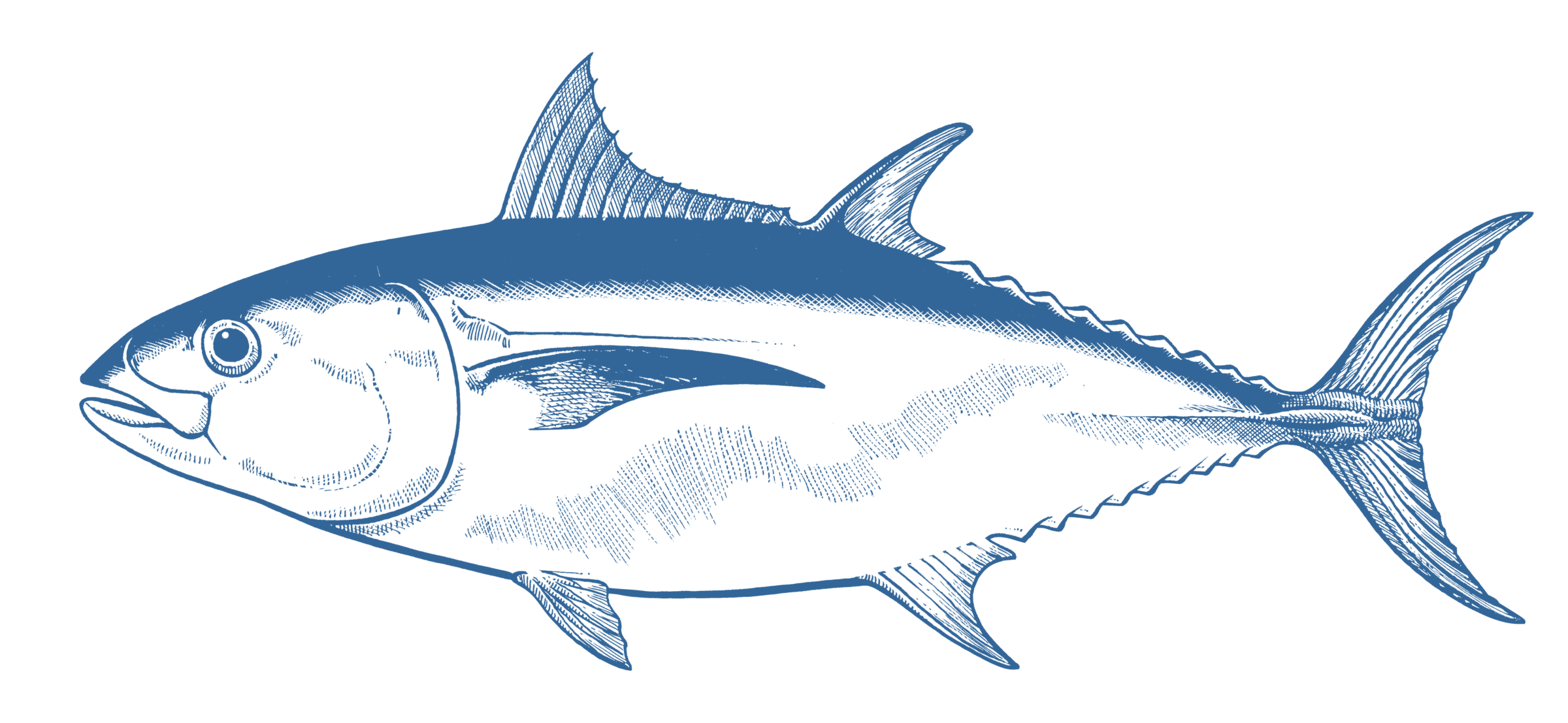 Tuna Png Photos (teal, gray)