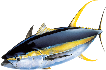 Tuna Png Transparent (indigo, black)