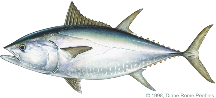 Tuna Transparent Png (black, white)