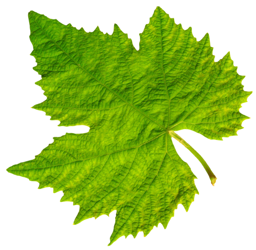 Bunch Grape Vine Leaf Png Clipart (olive, black)