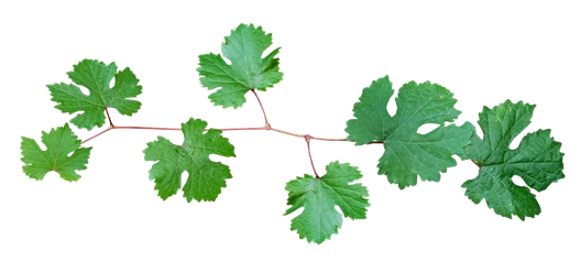 Bunch Grape Vine Leaf Png Image (black)