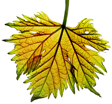 Bunch Grape Vine Leaf Transparent Background (black)