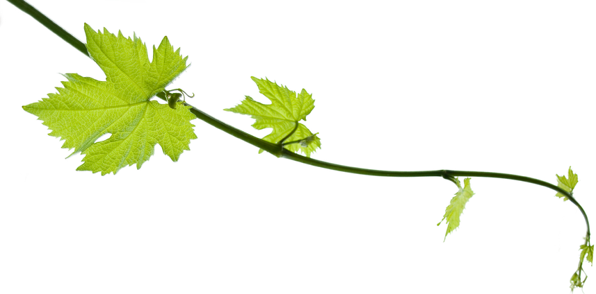 Bunch Grape Vine Leaf Transparent Png (olive, black)