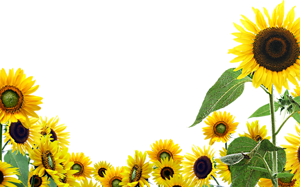 Sunflower Border Png Image (black, maroon, chocolate, gold, orange)