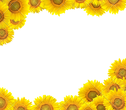 Sunflower Border Png Isolated Photo (yellow, black, gold)