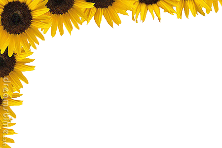 Sunflower Frame Png Isolated Pic (black, orange, white)