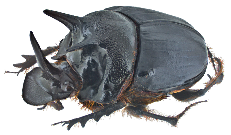 Dung Beetle Png (black, gray)