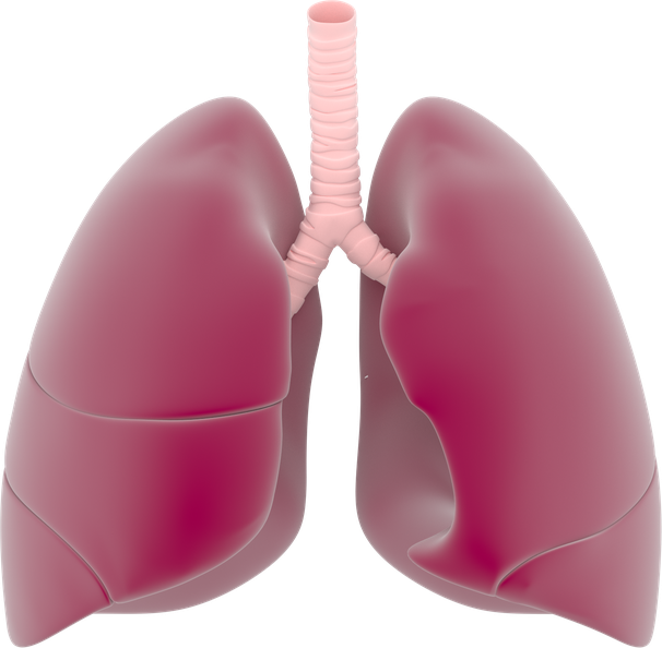 Lung Download Png Isolated Image (gray, black)