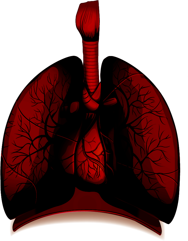 Lung Png Clipart (maroon, black)