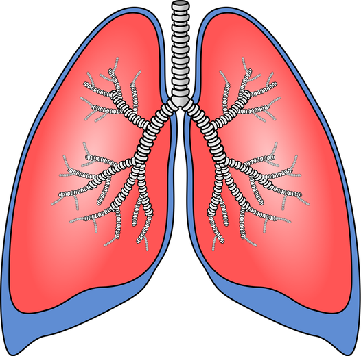 Lung Png Hd Isolated (gray, black, salmon)