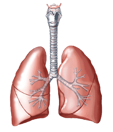 Lung Png Hd (white, black)