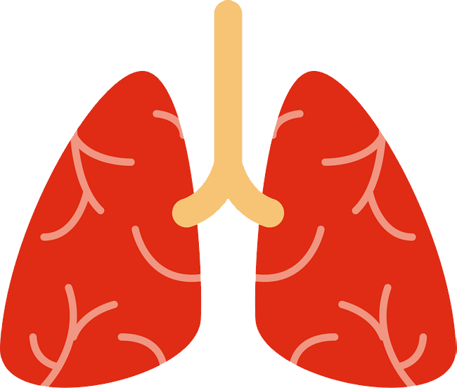 Lung Png Isolated Picture (red, black, salmon)