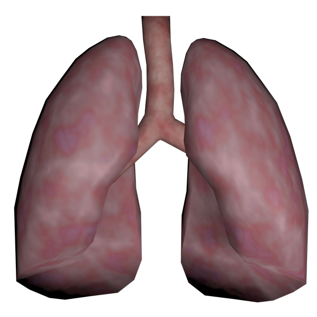 Lung Png Isolated Transparent Hd Photo (gray, black)