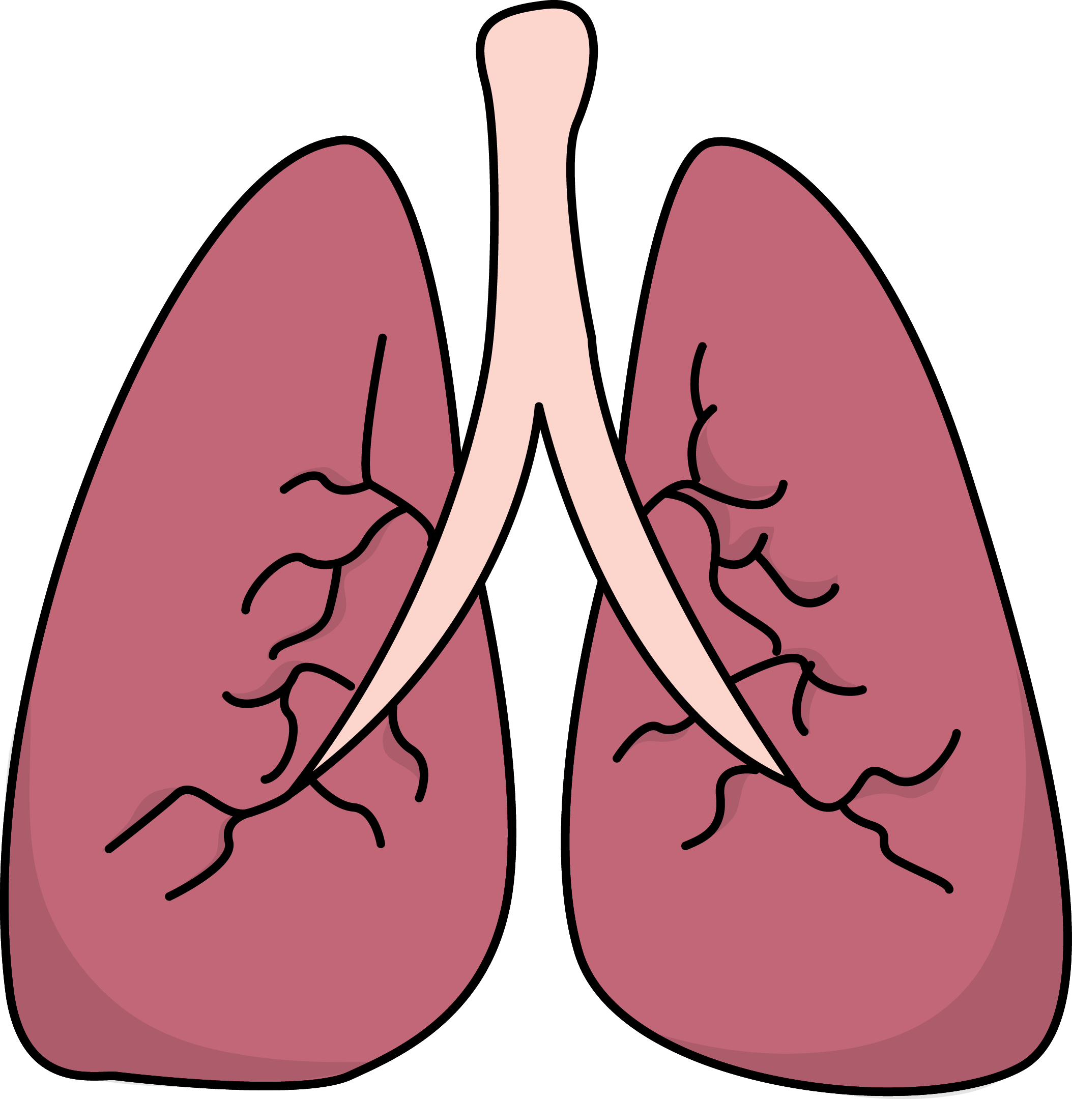 Lung Png Isolated Transparent Image (white, gray, pink, salmon)